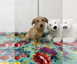Small #2 Norfolk Terrier