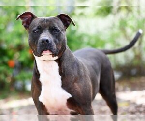 Labrador Retriever-Unknown Mix Dogs for adoption in Tavares, FL, USA