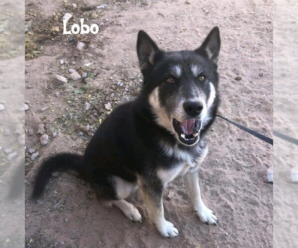 Medium Photo #1 Australian Kelpie-Huskies  Mix Puppy For Sale in Vail, AZ, USA