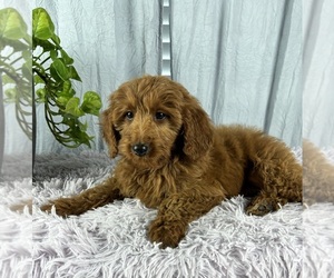 Goldendoodle (Miniature) Puppy for sale in GREENWOOD, IN, USA