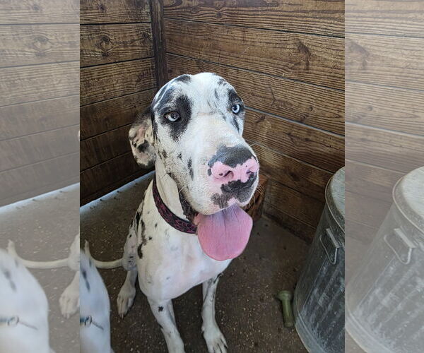 Medium Photo #2 Great Dane Puppy For Sale in Palm Beach, FL, USA
