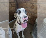 Small #1 Great Dane