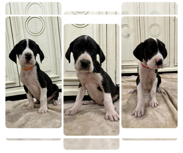 View Ad Great Dane Litter of Puppies for Sale near Ohio, MORROW, USA