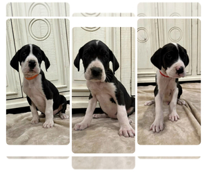 Great Dane Puppy for sale in MORROW, OH, USA