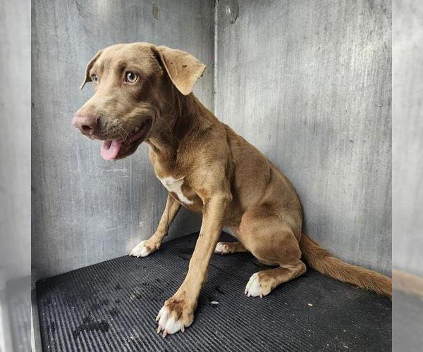 Medium Photo #1 Labrador Retriever-Unknown Mix Puppy For Sale in San Antonio, TX, USA
