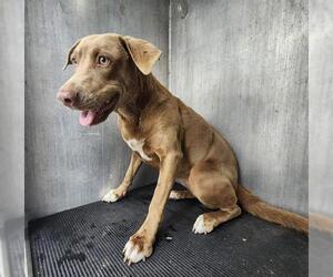 Labrador Retriever-Unknown Mix Dogs for adoption in San Antonio, TX, USA
