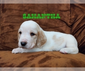 Basset Hound Puppy for sale in CANTON, GA, USA