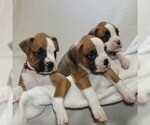 Small Photo #3 Boxer Puppy For Sale in SINKING SPRING, PA, USA