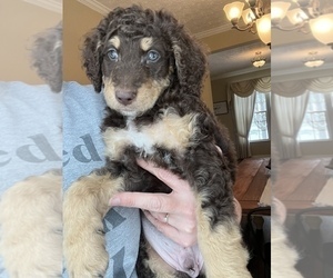 Bernedoodle Puppy for sale in REYNOLDSBURG, OH, USA