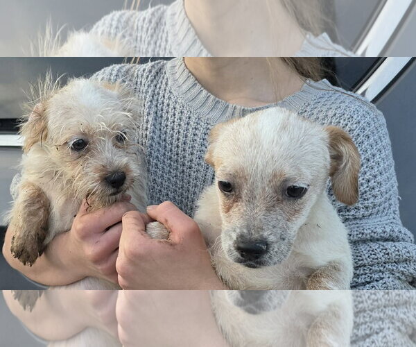 Medium Photo #5 Poodle (Miniature)-Red Heeler Mix Puppy For Sale in Mukwonago, WI, USA