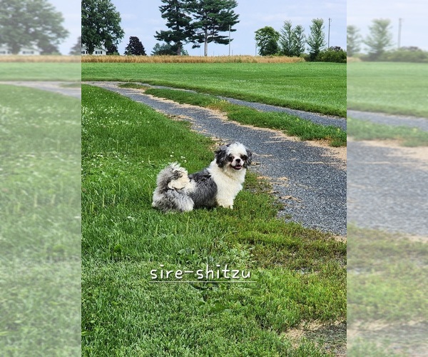 Medium Photo #1 Shih Tzu-Zuchon Mix Puppy For Sale in GREENWOOD, WI, USA