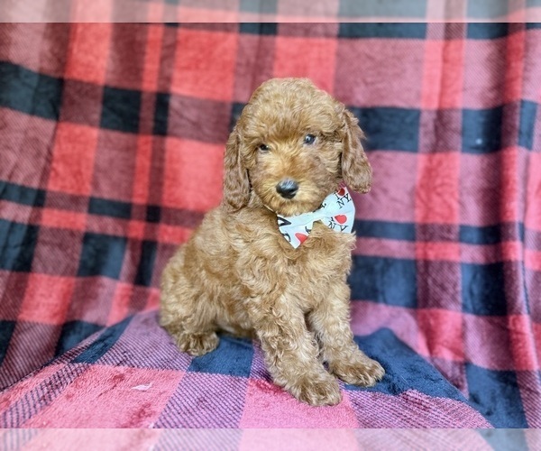 Medium Photo #2 Poodle (Miniature) Puppy For Sale in LAKELAND, FL, USA