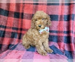 Small #1 Poodle (Miniature)