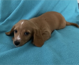 Dachshund Puppy for Sale in AYDLETT, North Carolina USA