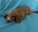 Small Photo #1 Dachshund Puppy For Sale in AYDLETT, NC, USA