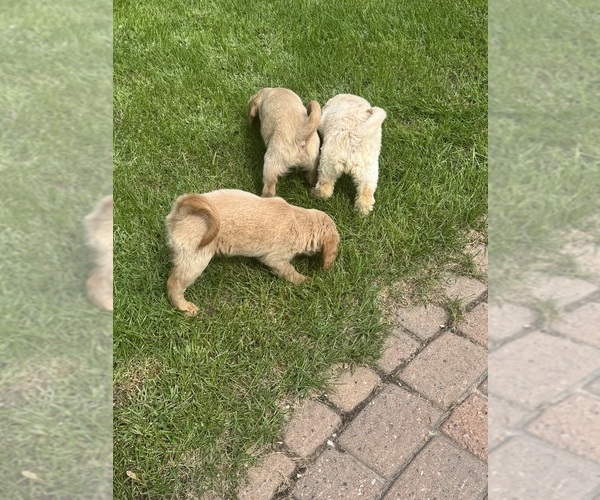 Medium Photo #3 Goldendoodle (Miniature) Puppy For Sale in CAMBRIDGE, MN, USA