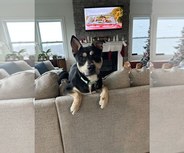 Medium Photo #1 Siberian Husky-Unknown Mix Puppy For Sale in Springdale, PA, USA