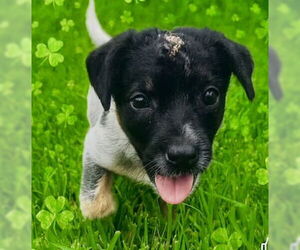 Mutt Dogs for adoption in Houston, TX, USA
