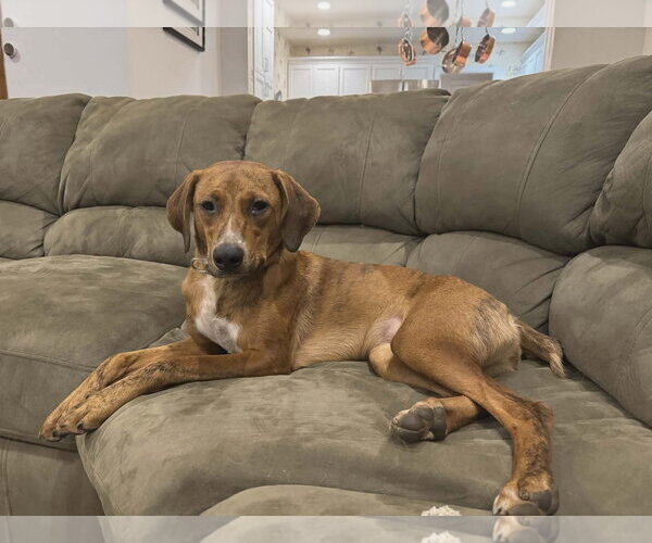 Medium Photo #10 Redbone Coonhound-Unknown Mix Puppy For Sale in Westwood, NJ, USA