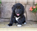 Small #1 Newfoundland