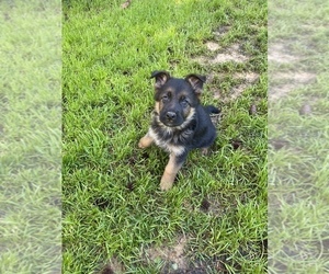 German Shepherd Dog Puppy for sale in KENNESAW, GA, USA