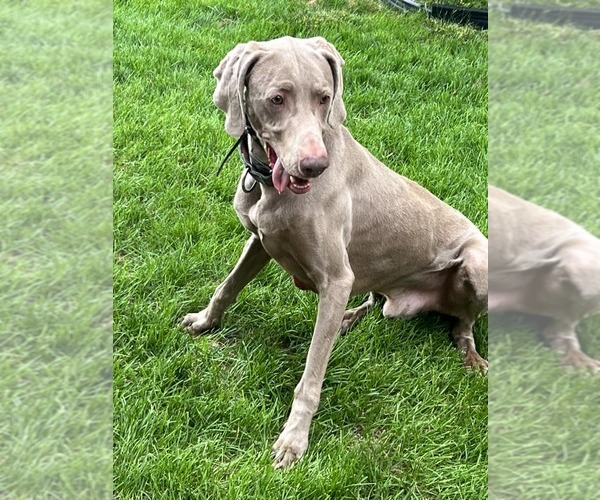 Medium Photo #8 Weimaraner Puppy For Sale in Fountain , CO, USA