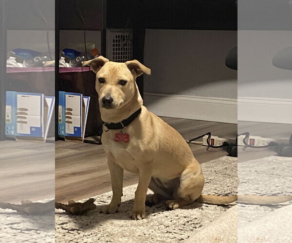 Medium Photo #17 Dachshund-Unknown Mix Puppy For Sale in Mount Laurel, NJ, USA