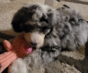 Sheepadoodle Puppy for sale in PLAINFIELD, IN, USA