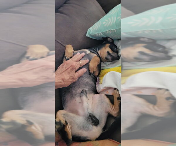 Medium Photo #4 Doxie-Pin Puppy For Sale in Shermans Dale, PA, USA
