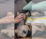 Small #3 Doxie-Pin