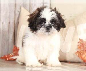 Shih Tzu Puppy for sale in MOUNT VERNON, OH, USA
