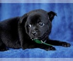Small #3 Jug-Shiba Inu Mix