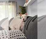 Small #6 American Pit Bull Terrier Mix