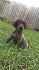German Wirehaired Pointer Puppy for sale in INDEPENDENCE, KS, USA