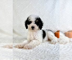Miniature Bernedoodle Puppy for sale in GREENFIELD, IN, USA