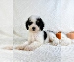 Image preview for Ad Listing. Nickname: Oreo