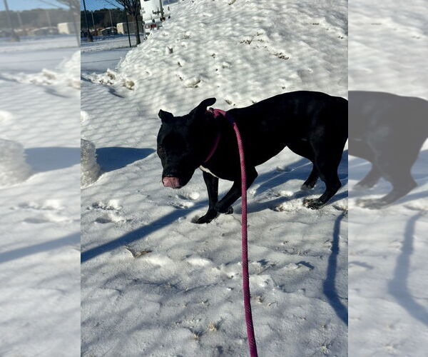 Medium Photo #1 Mutt Puppy For Sale in Glen Allen, VA, USA