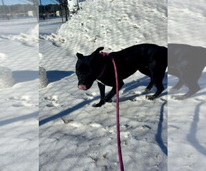 Mutt Dogs for adoption in Glen Allen, VA, USA