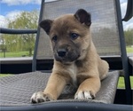 Small #7 Alaskan Husky-Border Collie Mix
