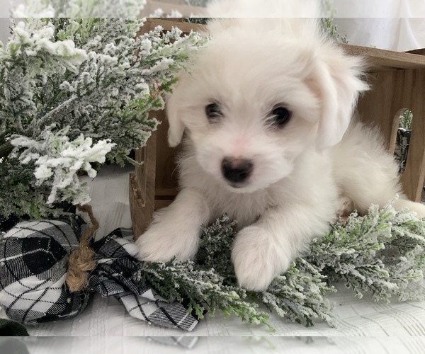 Medium Photo #5 Bichon-A-Ranian Puppy For Sale in GREENWOOD, IN, USA