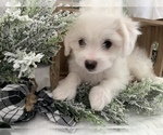 Small Photo #5 Bichon-A-Ranian Puppy For Sale in GREENWOOD, IN, USA