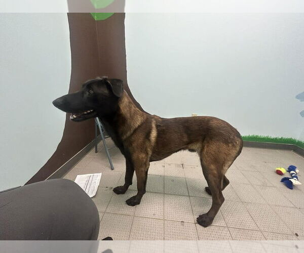 Medium Photo #2 Mutt Puppy For Sale in Imlay City, MI, USA