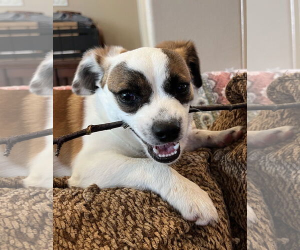 Medium Photo #2 Jack Chi Puppy For Sale in Bellevue, WA, USA