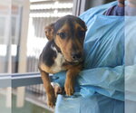 Small American Staffordshire Terrier Mix