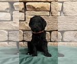Small Photo #4 Goldendoodle Puppy For Sale in EDMOND, OK, USA
