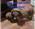 Small #1 Shih Tzu
