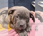 Small #3 American Bully