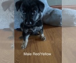 Small #16 German Shepherd Dog