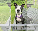 Small #9 American Pit Bull Terrier-Labrador Retriever Mix