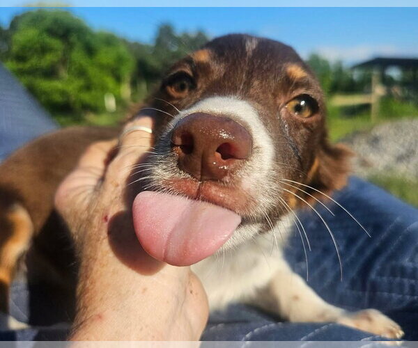 Medium Photo #7 Australian Shepherd-Chihuahua Mix Puppy For Sale in Wakefield, RI, USA